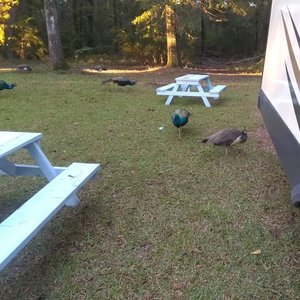 Peacocks Hammond, LA.jpg