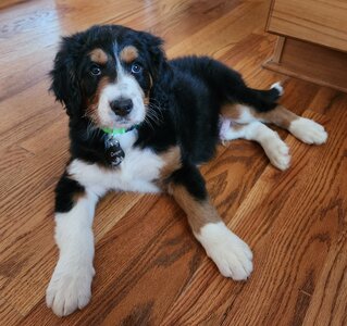 Cooper 12032922.jpg