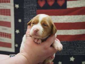 Molly 3 weeks.jpeg