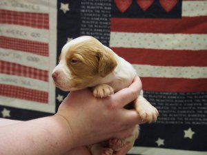 Sophie 3 weeks.jpg