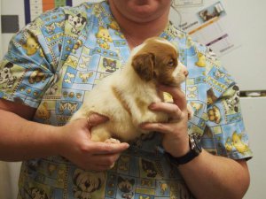 Molly 4 weeks.jpg