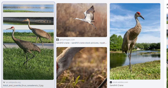 sandhill crane.png