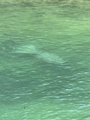 Manatee.jpg