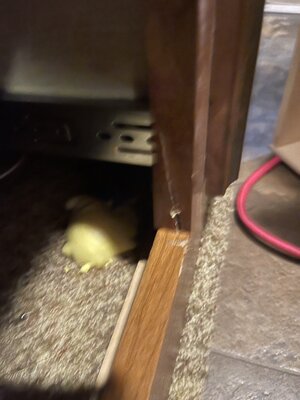 IMG_0803.jpeg