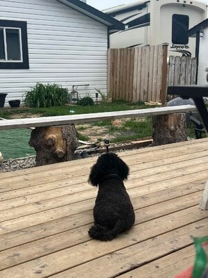 Bella waiting for us to come back..jpg