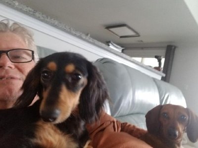 Pups.jpg